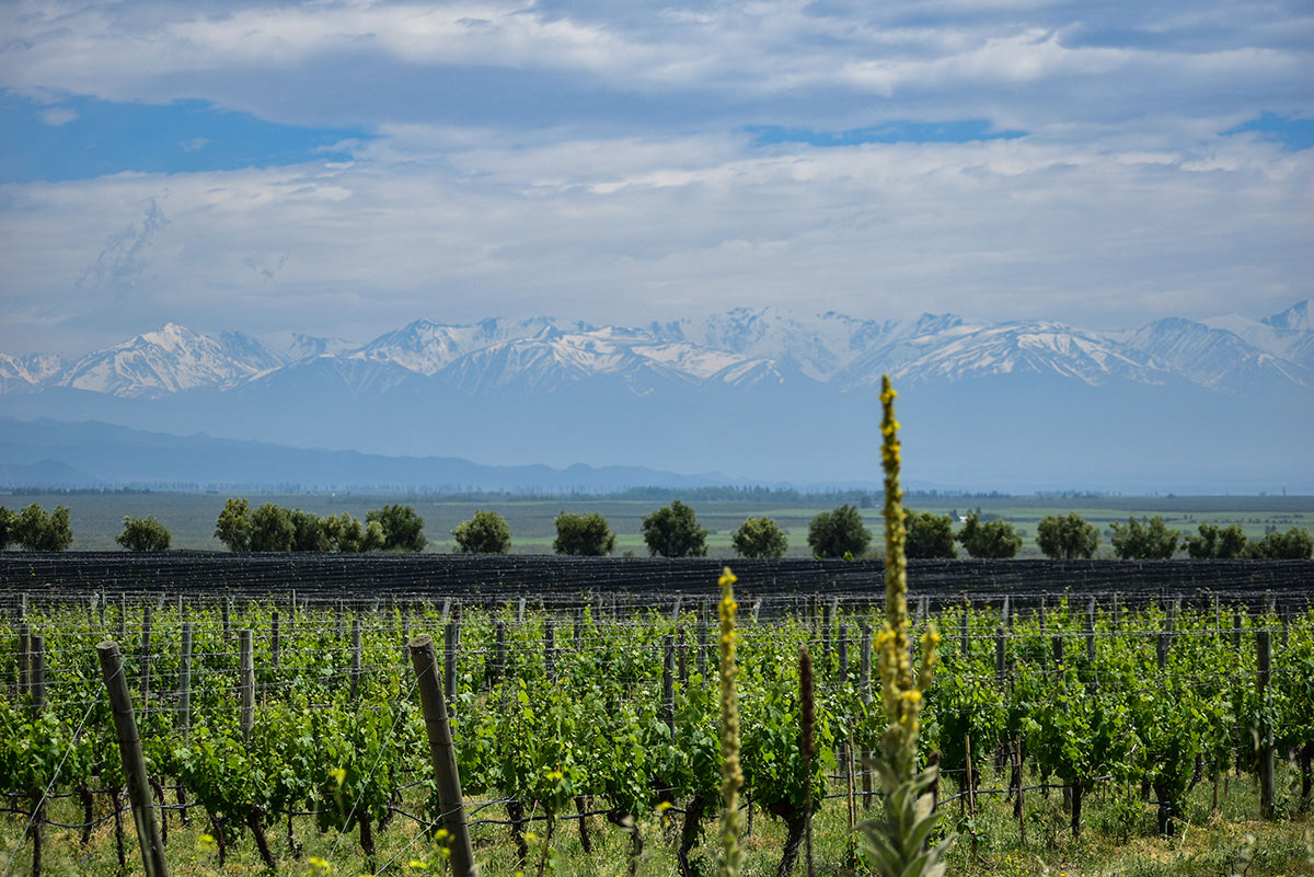 Argentinian Wines